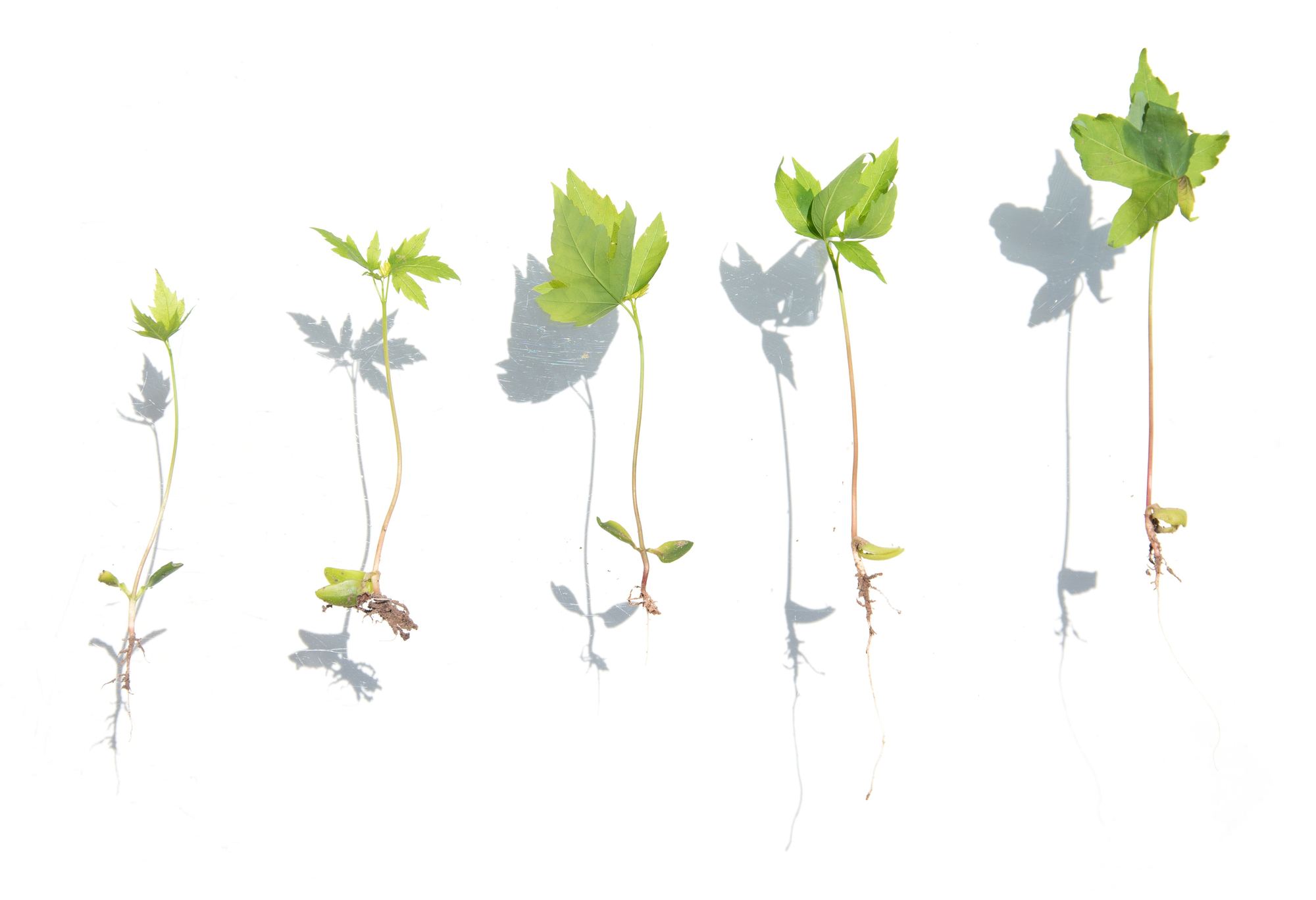 Five seedlings laid in a row, each one taller than the last